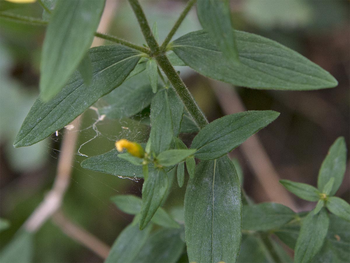 Hypericum hirsutum